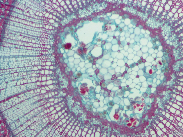 Tilia Stem CS Slides - Tilia Stem CS 02 100X